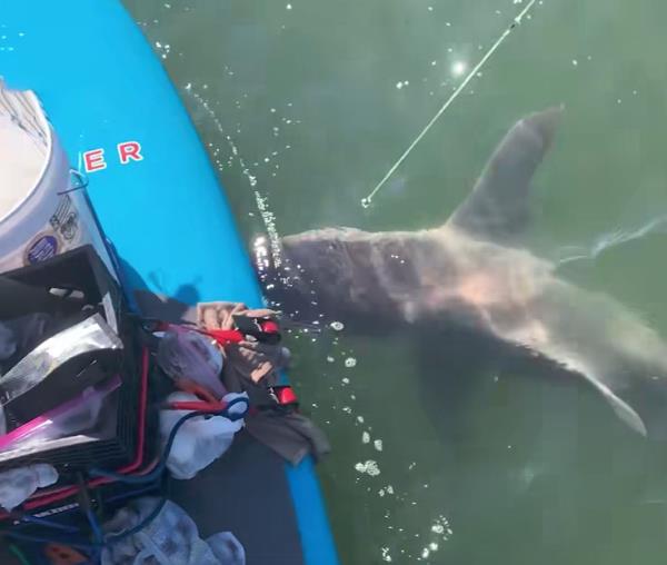 The sandbar shark swimming in the water next to Carroll's paddle board.