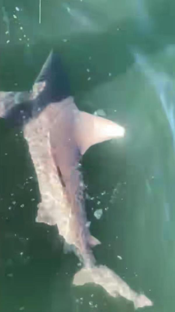 The shark's dorsal fin is out of the water in this photo of it swimming.