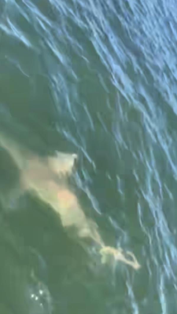 A look at the shark from above as it swims along.