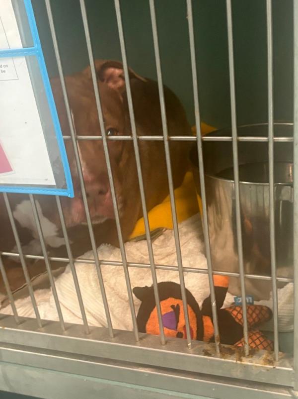 Coco, a large dog, spends most of her day inside a small cage at the Queens shelter.