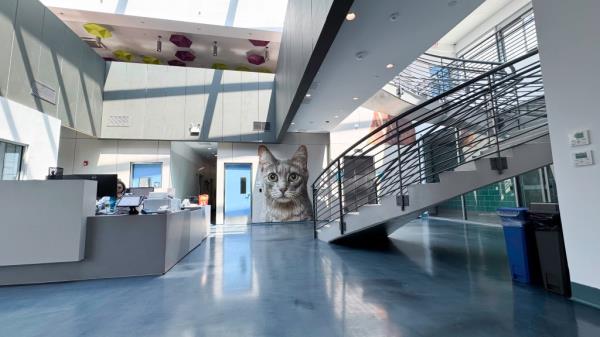 Interior of the Animal Care Center of NYC Queens facility, which houses dogs, cats, and smaller animals.