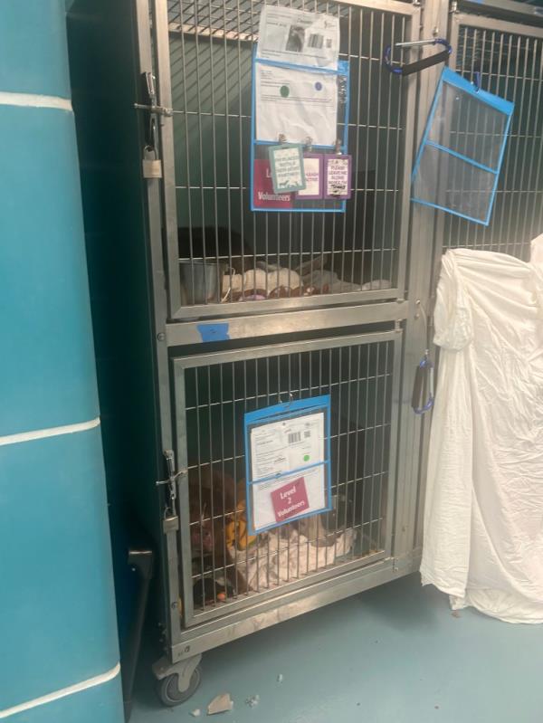 Coco (bottom kennel) inside the Queens shelter on Wednesday.