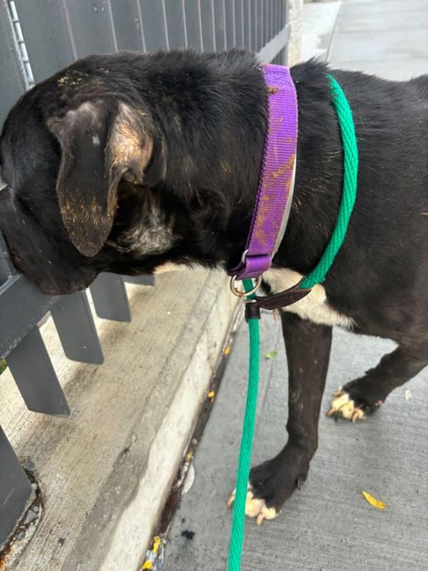 Zamboni was found caked in feces inside a kennel this month, according to photos shared with Council Member Robert Holden's office. 