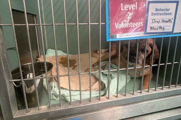 Reporter Haley Brown on a tour of Queens Animal Care Center of NYC in Ridgewood, Queens, snaps images showing bad co<em></em>nditions like dirty enclosures and cramped cages