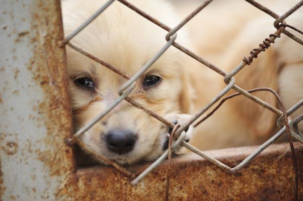 A white puppy looks sad as it peers through a rusty cage