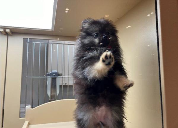 A black and tan pomeranian puppy presses up against the glass window from inside a cage