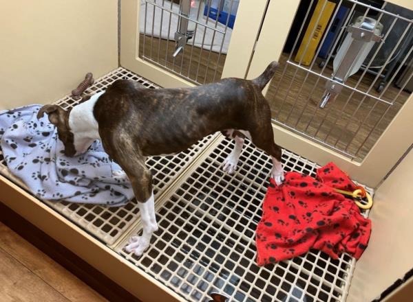 A dog stands on a grate floor inside a cage with no bed. It appears malnourished as its ribs are visible.