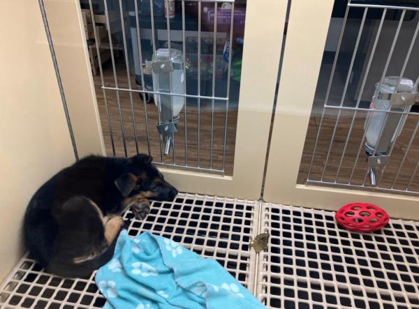 A black puppy lies on a grate floor next to a pile of feces in a cage with no bed.