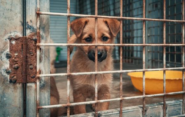 A light brown puppy peers through a rusty cage