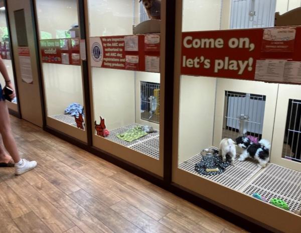 Two puppies stand on a grate floor and peer outside at a wall from inside a cage with no bed,