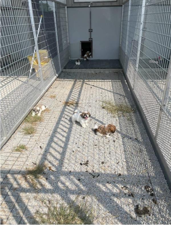 At least five puppies are in a filthy outdoor enclosure covered in pebbles and feces, surrounded by fenced walls.No beds, water or food can be seen.