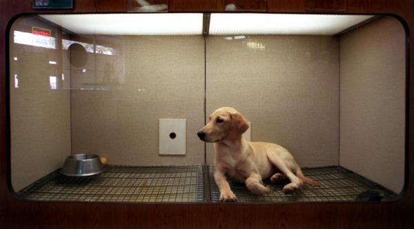 A small dog that looks like a yellow lab sits in a cage with fluorescent lighting on top, and a grate as the floor. It does not have a bed