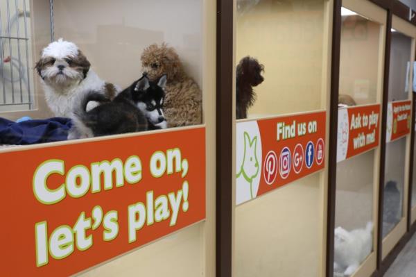 Puppies are on display in a pet store window with a sign that reads 
