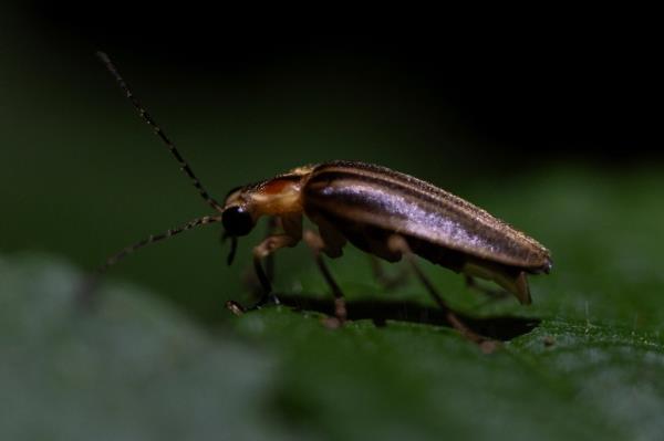 A male firefly of the Photuris genus pauses on a leaf late Friday, June 21, 2024, near Cincinnati.