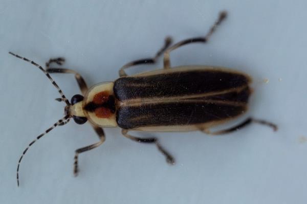 The topside of a female Photuris versicolor firefly is observed in a specimen bag at Cedar Bog Nature Preserve on Friday, July 5, 2024, in Urbana, Ohio.