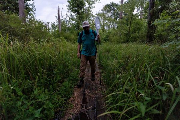 Sergio Henriques, Invertebrates Co<em></em>nservation Coordinator at the Global Center for Species Survival at the Indianapolis Zoo, walks on an elevated path through a wetland habitat to look for fireflies at the Beanblossom Bottoms Nature Preserve in Ellettsville, Ind., Friday, June 28, 2024.