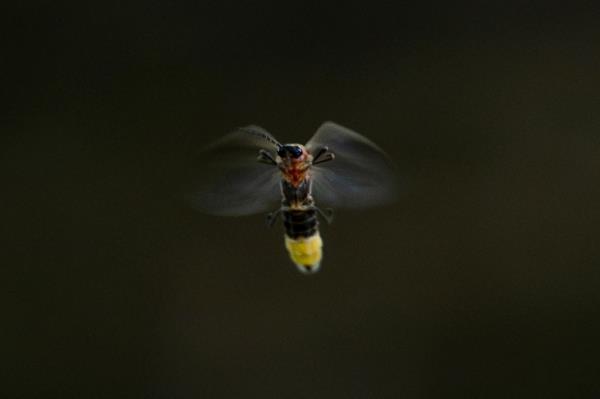 A Photinus pyralis, also known as the “Big Dipper,” flies just after sunset at Tremper Mound in Rosemount, Ohio, on Monday, July 8, 2024.