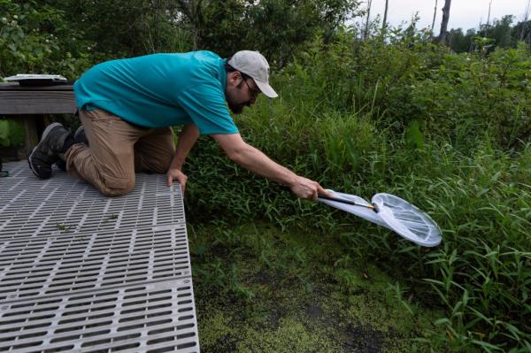 Sergio Henriques, Invertebrates Co<em></em>nservation Coordinator at the Global Center for Species Survival at the Indianapolis Zoo, uses a net to look for fireflies on a swampy trail at the Beanblossom Bottoms Nature Preserve in Ellettsville, Ind., Friday, June 28, 2024.