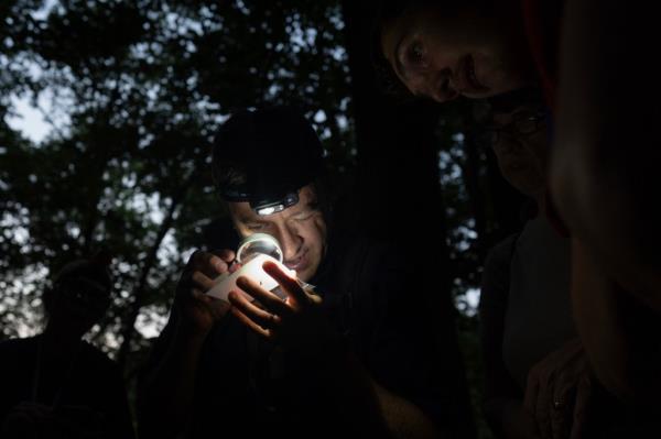 Firefly researcher and guide Matthew Speights looks through a magnifier at a firefly in a specimen bag on Friday, June 21, 2024, near Cincinnati. 