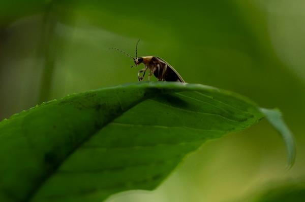 A firefly is visible on a leaf at Cedar Bog Nature Preserve just before sunset, Friday, July 5, 2024, in Urbana, Ohio.