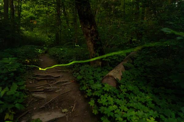 A long, slow-moving trail of light created by a Blue Ghost firefly is visible late Saturday, June 22, 2024, near Cincinnati.