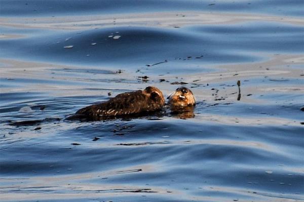 Otter 841 swimming with her pup. 