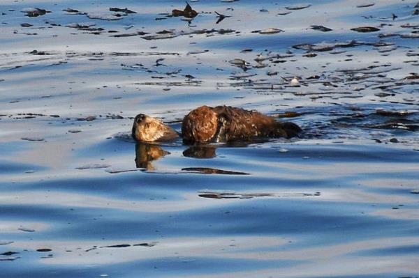 Otter 841 with her baby. 