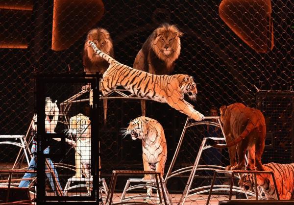 Performing tigers at the circus