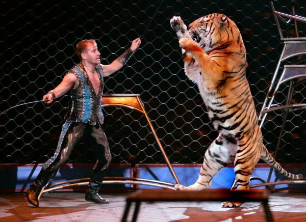 Tabayara Maluenda performing with one of his tigers