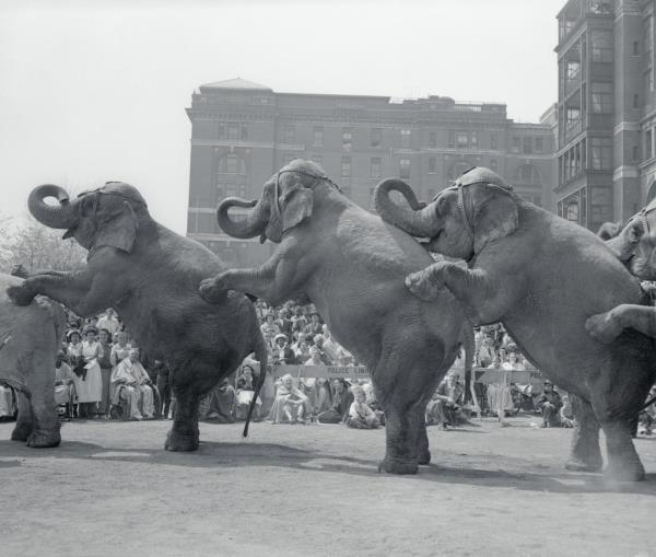 Elephants performing on a city street