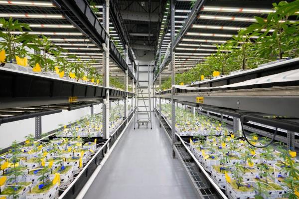 Stores sold 1,285 pounds of marijuana flower and more than 173,000 other products, such as vaporizer cartridges and edibles.