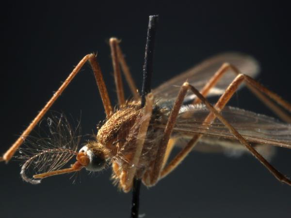 A Culex pipien mosquito, which is the kind that carries West Nile.