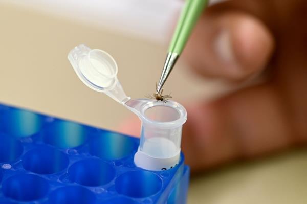 A researcher placing a dead mosquito into a vile.