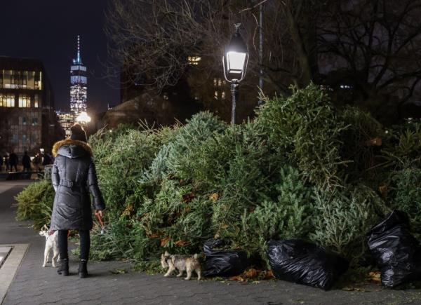 A person walking their dogs by discarded Christmas trees. 