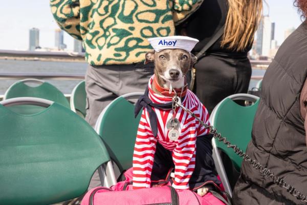 Dogs dressed up in wild costumes for a chance to win a costume contest.