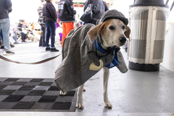 The furry friends had a spooktacular time cruising around the Hudson River.