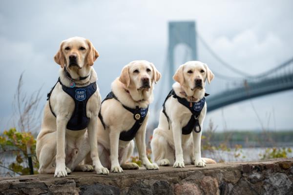 Three labs pose for NYPD calendar.