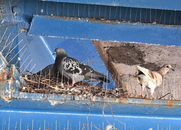 Pigeons with nesting materials amid Anti-bird spikes.