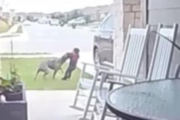 A screengrab of video showing a pit bull attacking a Texas toddler.