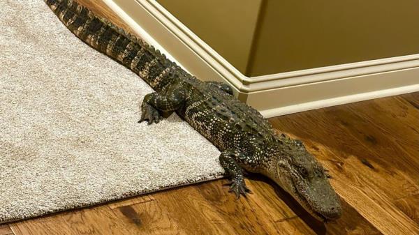 This 5-foot alligator was found inside a family's home in New Iberia, Louisiana, on June 23. 