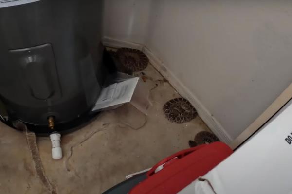 A Mesa, Arizona, homeowner called a<em></em>bout what he believed was a trio of snakes living in the back of his garage. 