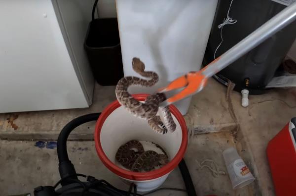 The serpents were identified as western diamo<em></em>ndback rattlesnakes. 