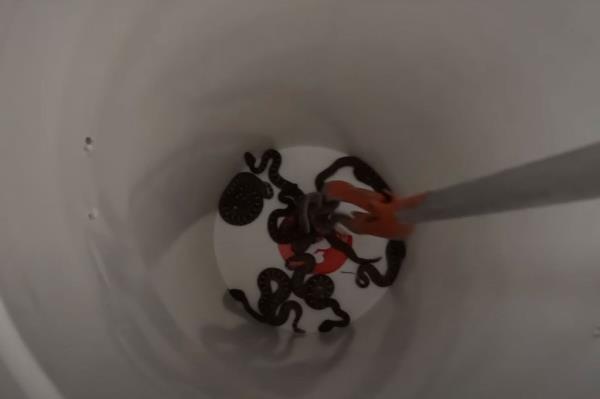 A search Tuesday found a total of 20 rattlesnakes, including 15 babies. 