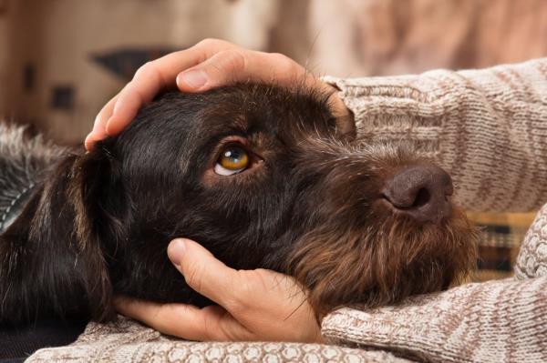 stock image of dog being pat 