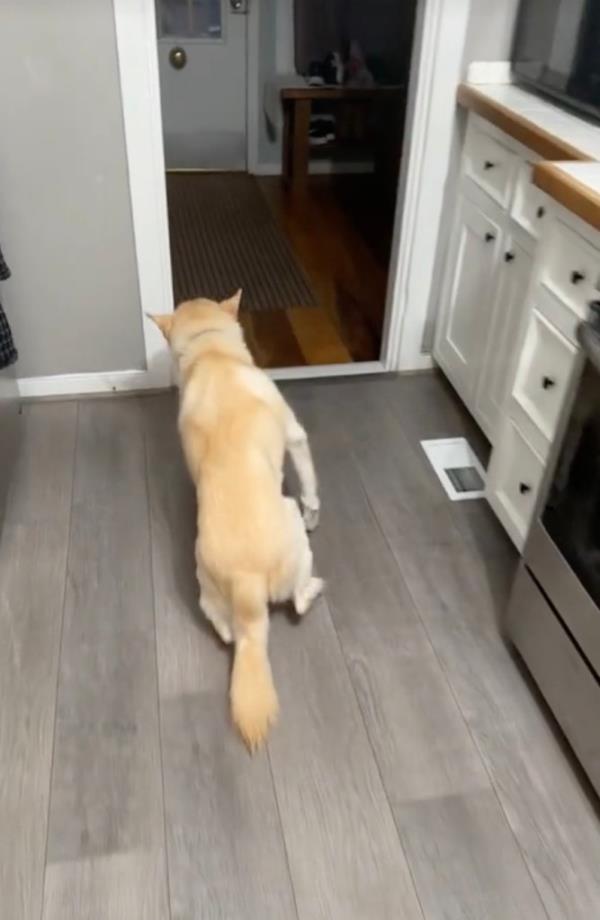 Jack couldn't keep his paws below him, stumbling through the house as he tried to walk.
