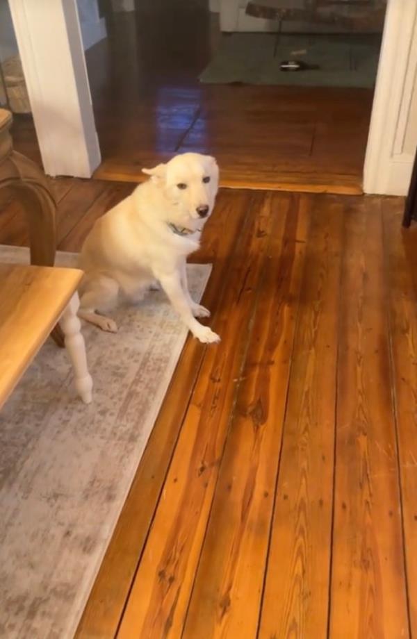 Jack sitting on the floor. 