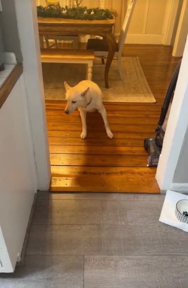 Jack sitting on the floor. 