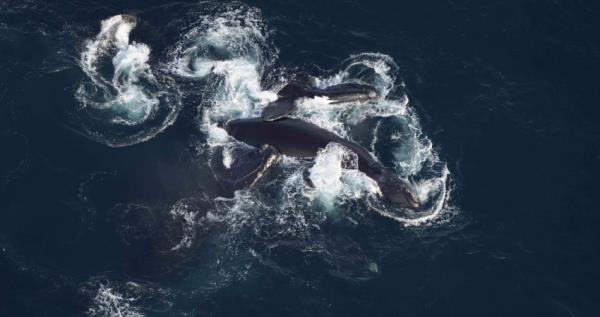 Endangered whales off New York shores are found in high boating traffic areas that jeopardize the population.