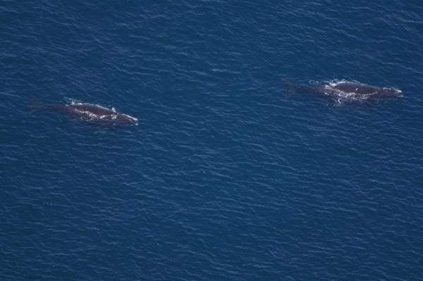 Experts worry a<em></em>bout the area North Atlantic right whales are co<em></em>ngregating in as it risks the species' already critically endangered numbers.