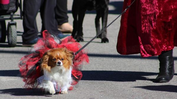 The parade, spo<em></em>nsored by the Dauphin Island Chamber of Commerce, benefits the Animal Rescue Foundation
